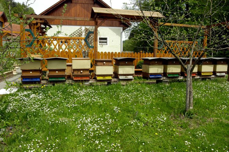 Včelie úle v záhrade pri rodinnom dome