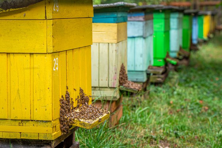 Kam umiestniť včelie úle?