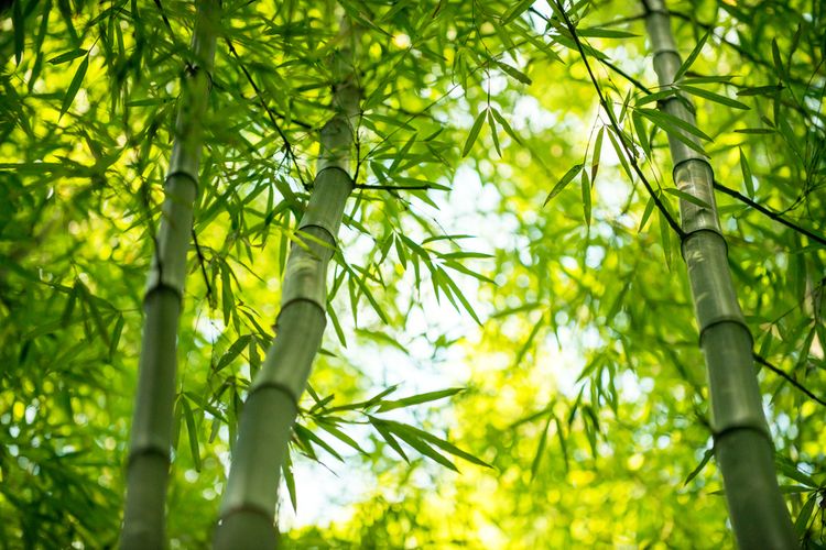 Existuje až 600 druhov bambusu