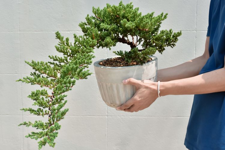 Ako vypestovať bonsaj
