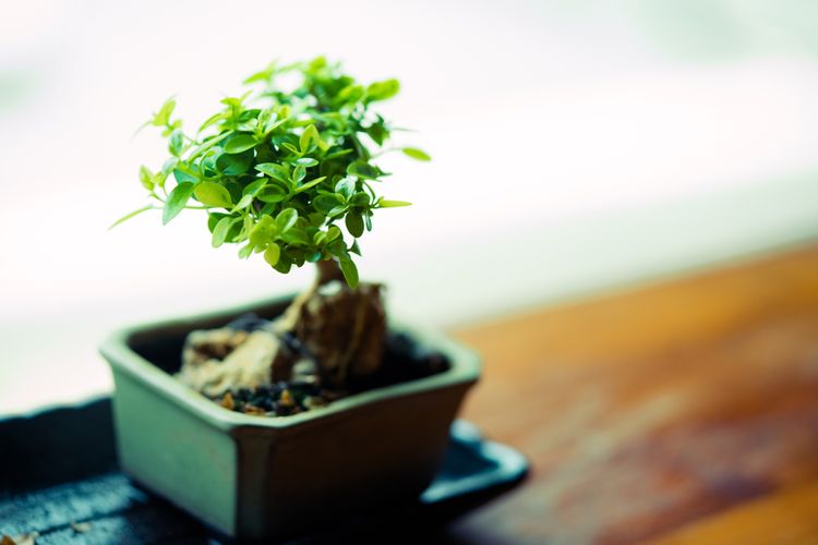 Ako rozmnožiť bonsaj