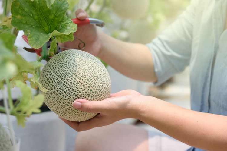Zber prvých plodov cukrových melónov