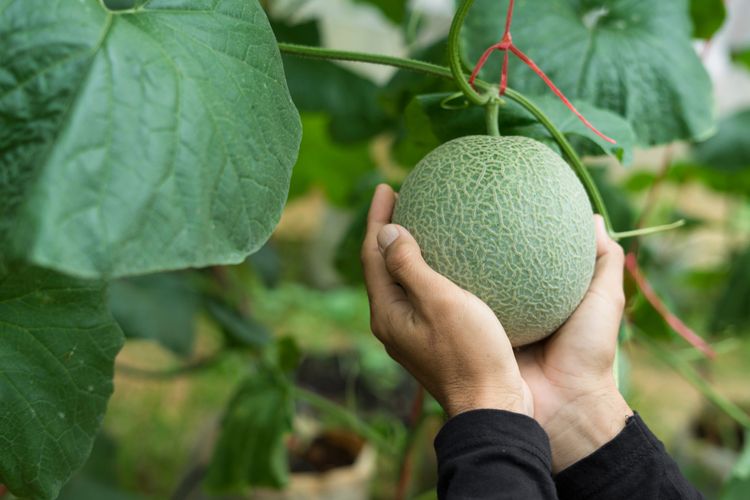 Ako pestovať melón?
