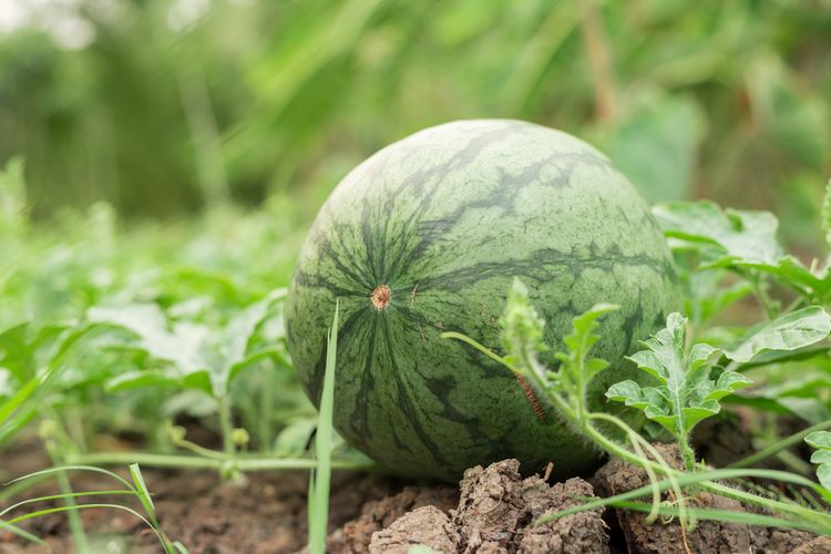 Vhodná pôda a hnojenie melónov