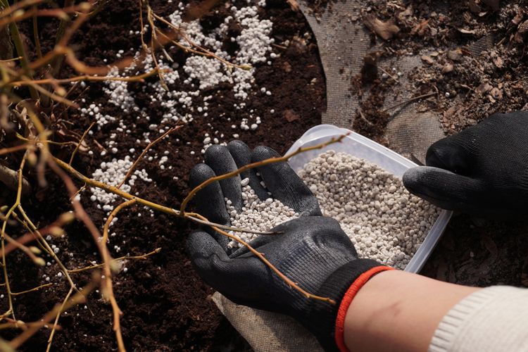Ako hnojiť čučoriedky?