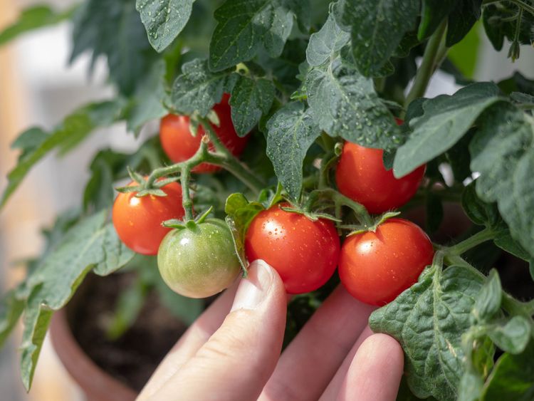 Pestovanie paradajok v kvetináči