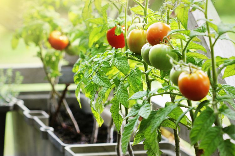 Hnojenie paradajok pestovaných na balkóne