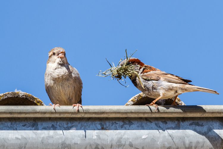 Vrabce budujúce si hniezdo na streche