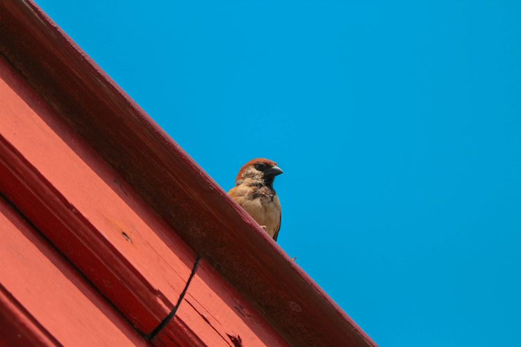 Vrabec na streche rodinného domu