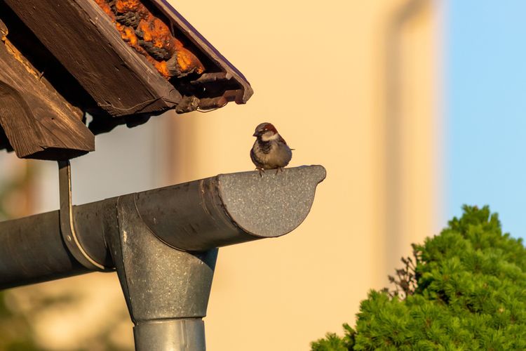 Ako vyhnať vrabce zo strechy?