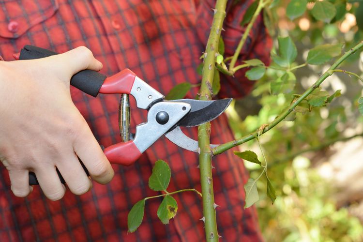 Ako vybrať záhradné nožnice?