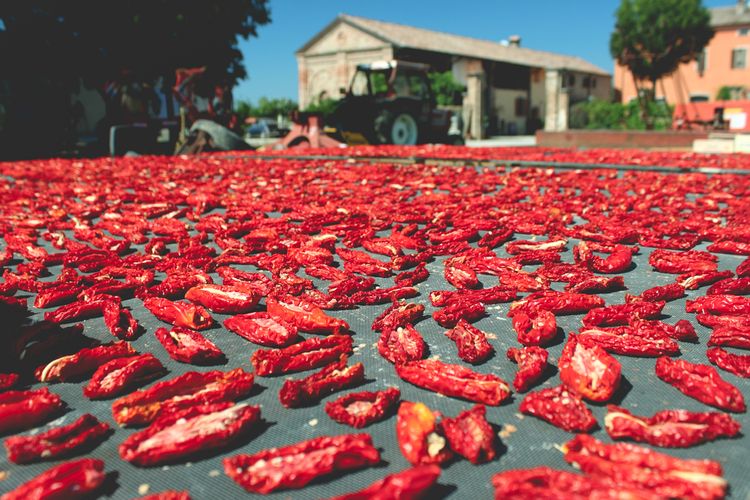 Sušenie paradajok na slnku