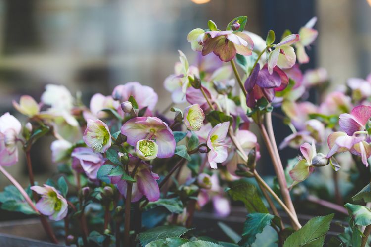 Kvitnúca čemerica – pestovanie v záhrade