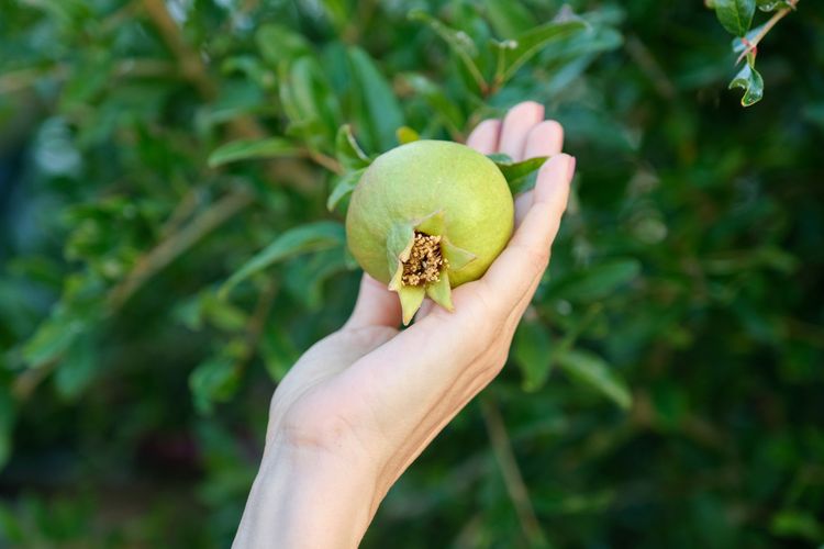 Plody granátového jablka pestovaného vonku