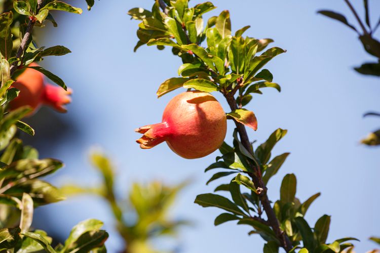 Ako pestovať granátové jablko?