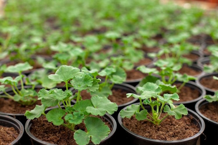 Muškáty – pestovanie zo semena