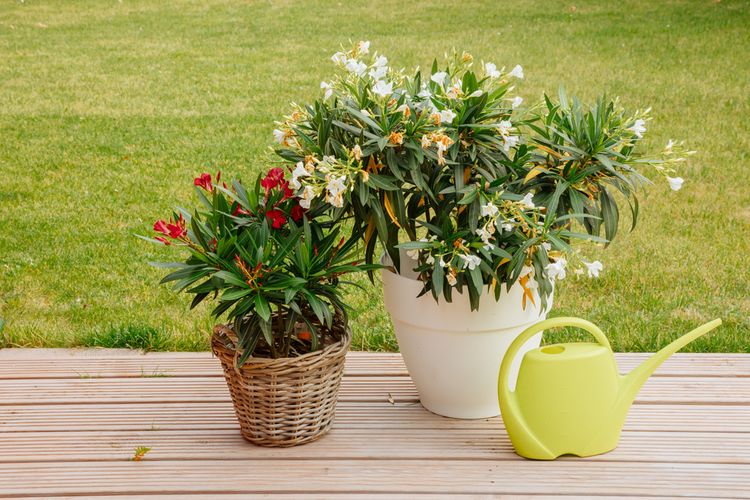 Ako pestovať oleander?