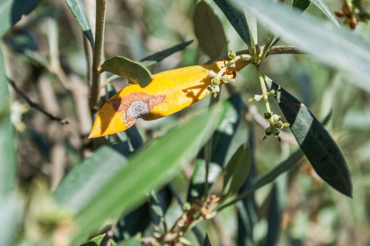 Žltnutie listov olivovníka