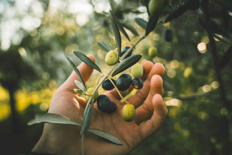Ako pestovať olivovník?