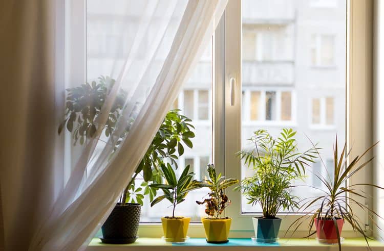Rastliny vhodné k oknu