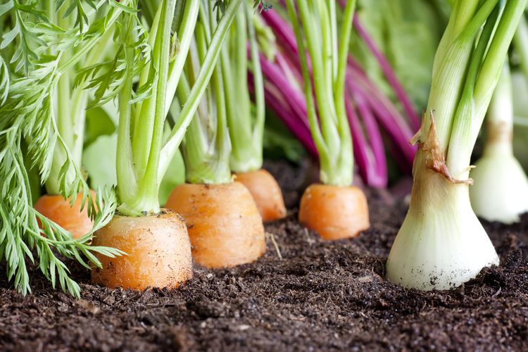 Ako si založiť zeleninovú záhradu
