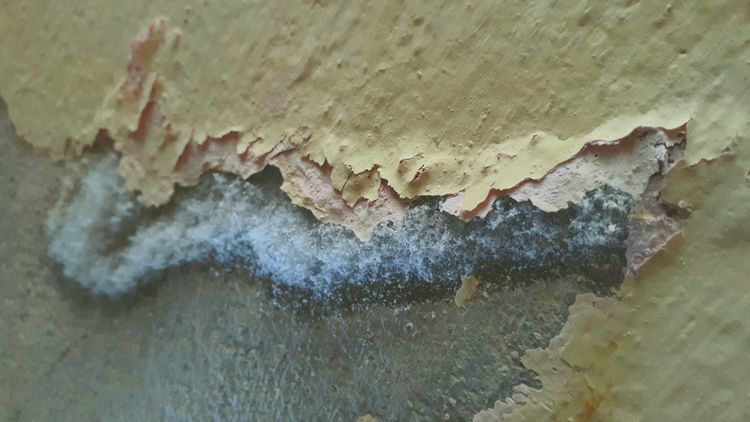 Škodlivá pleseň na betónovej stene