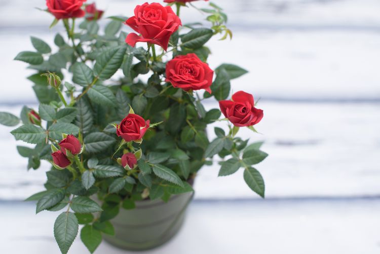 Červené ruže v kvetináči vhodné na Valentína