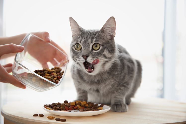 Ako vybrať najlepšie krmivo pre mačku?