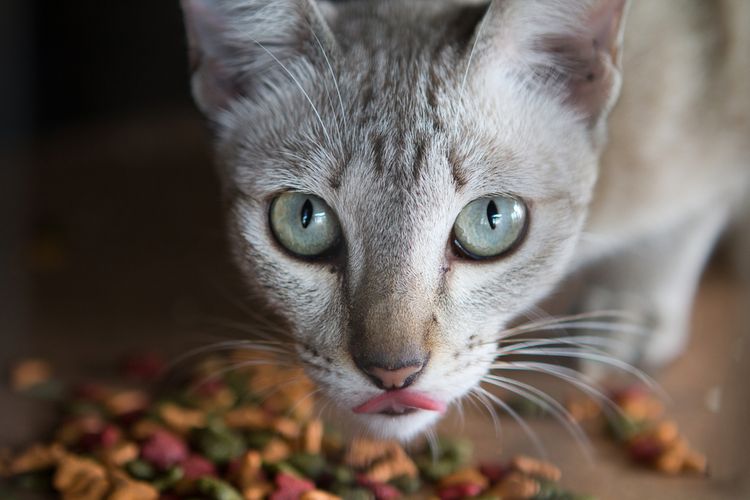 Zloženie krmiva pre mačky