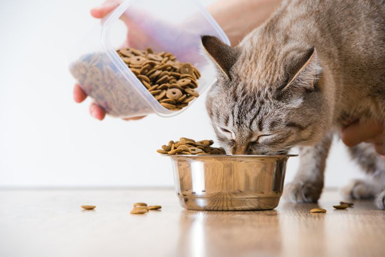 Kŕmenie dospelej mačky žijúcej v dome