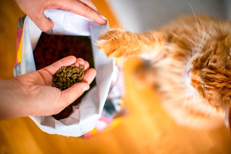 Kvalitné krmivo pre mačky – test