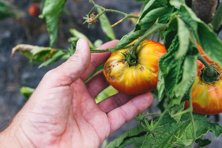 Prečo paradajky nedozrievajú pri stopke