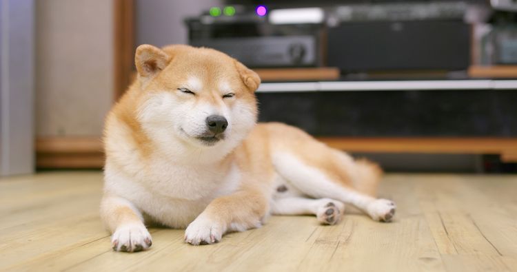 Shiba Inu