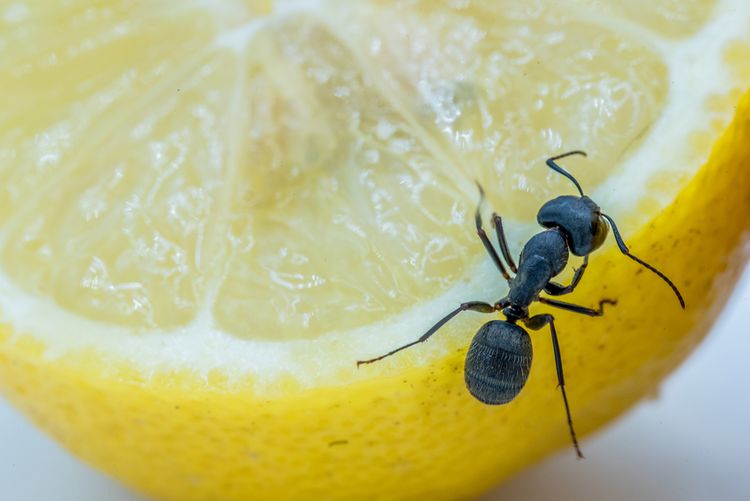 Mravec na citróne