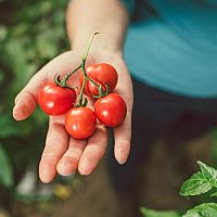 Pestovanie paradajok – sadenie, polievanie, choroby a škodce
