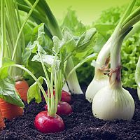 Čo s čím sadiť a pestovať v záhrade? Čo po zemiakoch, cesnaku, cibuli