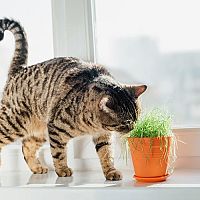 Jedovaté rastliny pre mačky. Je Aloe Vera nevhodná?
