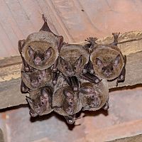 Ako sa zbaviť netopierov v dome, komore či na balkóne?