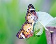 Ako chovať motýle – aké druhy sú na chov vhodné, čím ich kŕmiť, aké prostredie im vytvoriť
