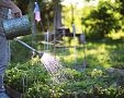 Ako zavlažovať záhradu: polievanie trávnika, paradajok, papriky, zemiakov, cibule či cesnaku