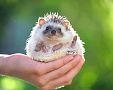 Chov ježka v byte: výbava (terárium/klietka, domček, podstielka, krmivo) pre ježka, choroby, cena
