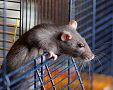 Starostlivosť o potkana: klietka, strava, rozmnožovanie, choroby, zápach