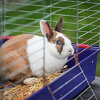Ako zariadiť klietku pre chov zajaca v byte?