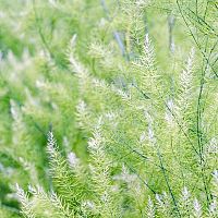 Asparágus – pestovanie, polievanie, hnojenie a rozmnožovanie