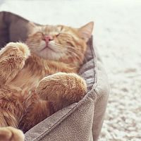 Odpočívadlá, škrabadlá a ďalšie pomôcky pre domáce mačky