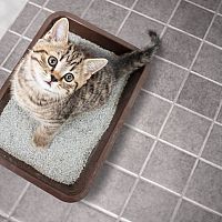 Mačacie toalety môžu byť kryté a s filtrom. Najlepšia je silikátová podstielka