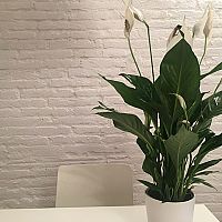 Lopatkovec – pestovanie, starostlivosť o kvet, listy v spálni
