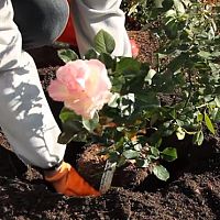 Ako sadiť ruže