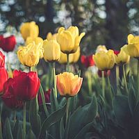 Červené a žlté tulipány
