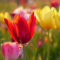 Farebné tulipány v záhrade